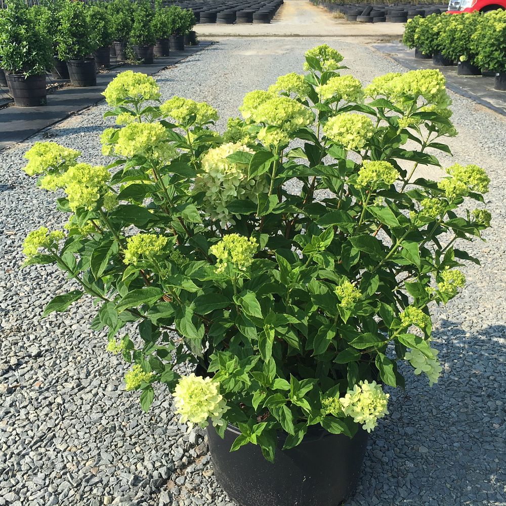 hydrangea-paniculata-jane-little-lime-reg-hardy-hydrangea