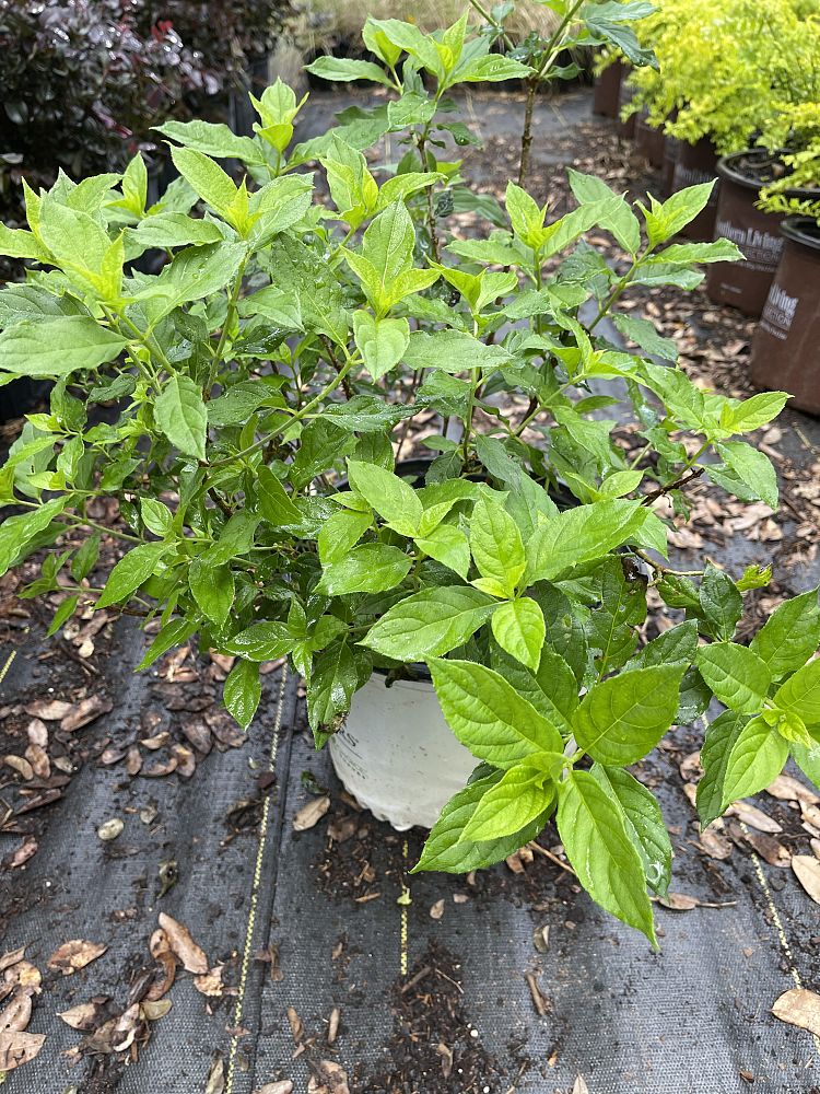 hydrangea-paniculata-jane-little-lime-reg-hardy-hydrangea