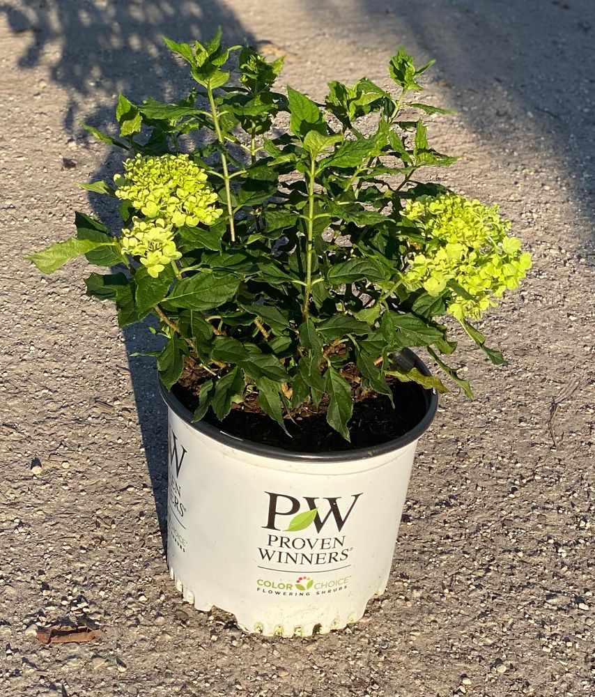hydrangea-paniculata-jane-little-lime-reg-hardy-hydrangea