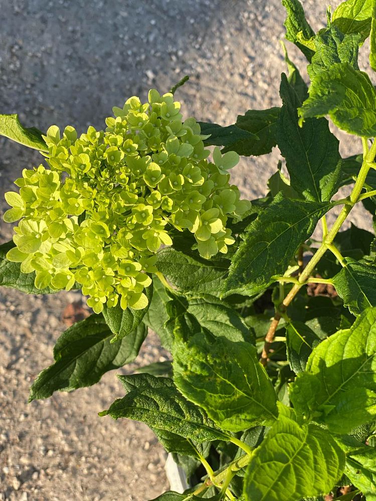 hydrangea-paniculata-jane-little-lime-reg-hardy-hydrangea