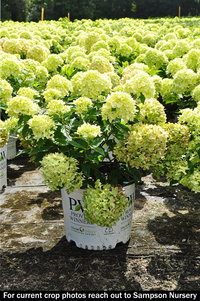 hydrangea-paniculata-jane-little-lime-reg-hardy-hydrangea