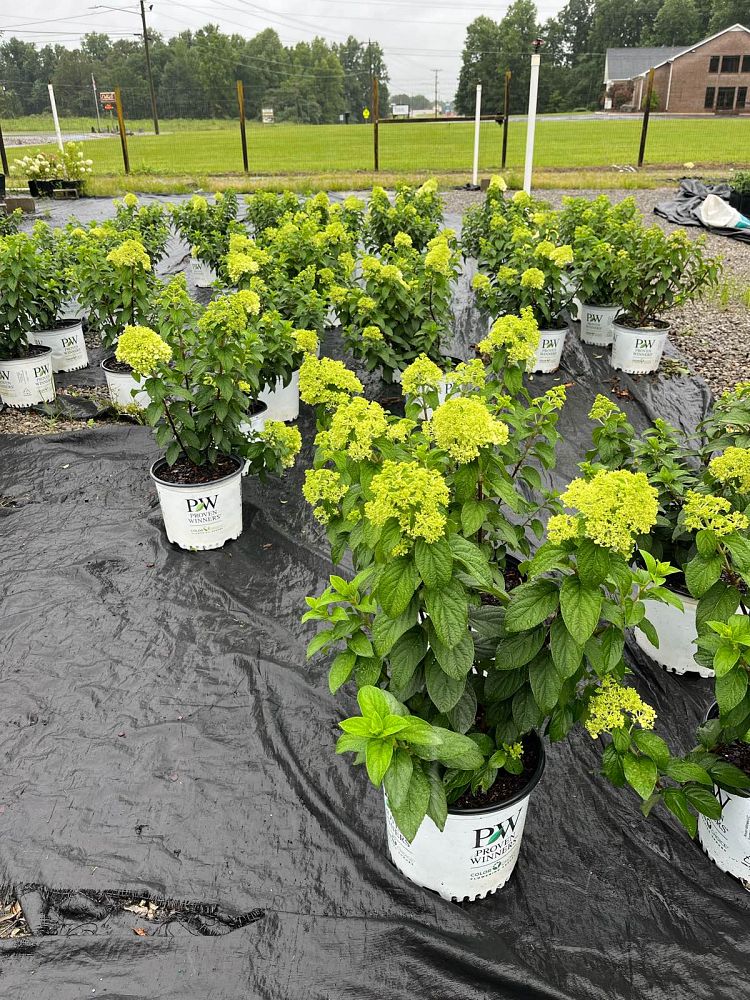 hydrangea-paniculata-jane-little-lime-reg-hardy-hydrangea