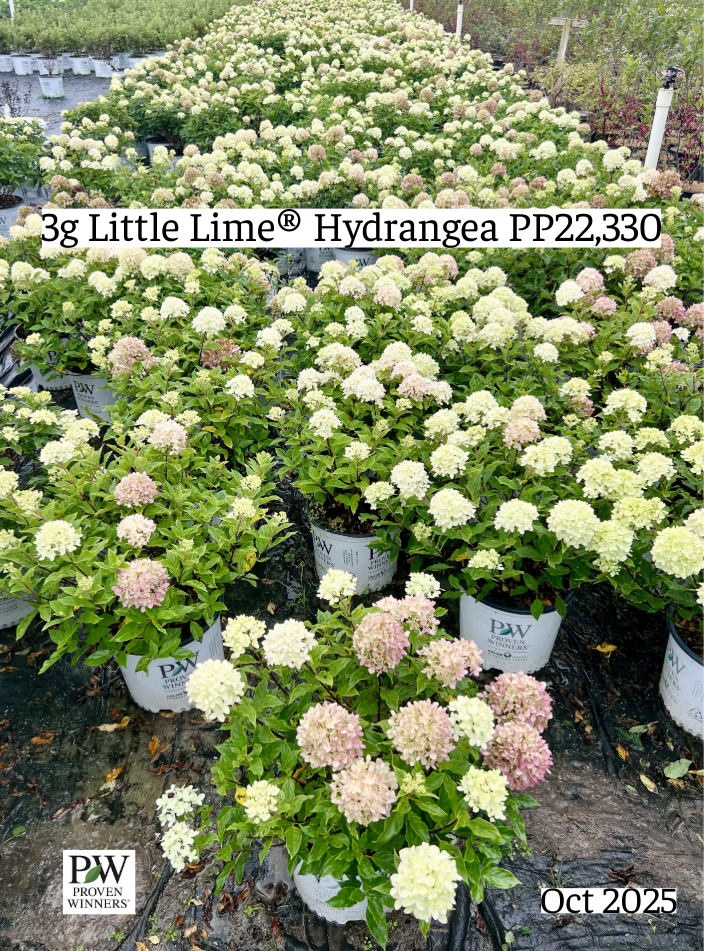 hydrangea-paniculata-jane-little-lime-reg-hardy-hydrangea