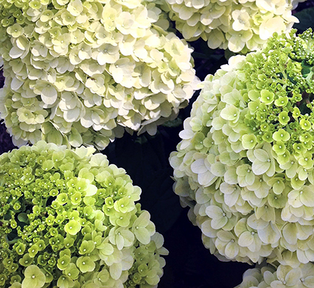 hydrangea-paniculata-kolmakilima-pp-29853-moonrock-hydrangea