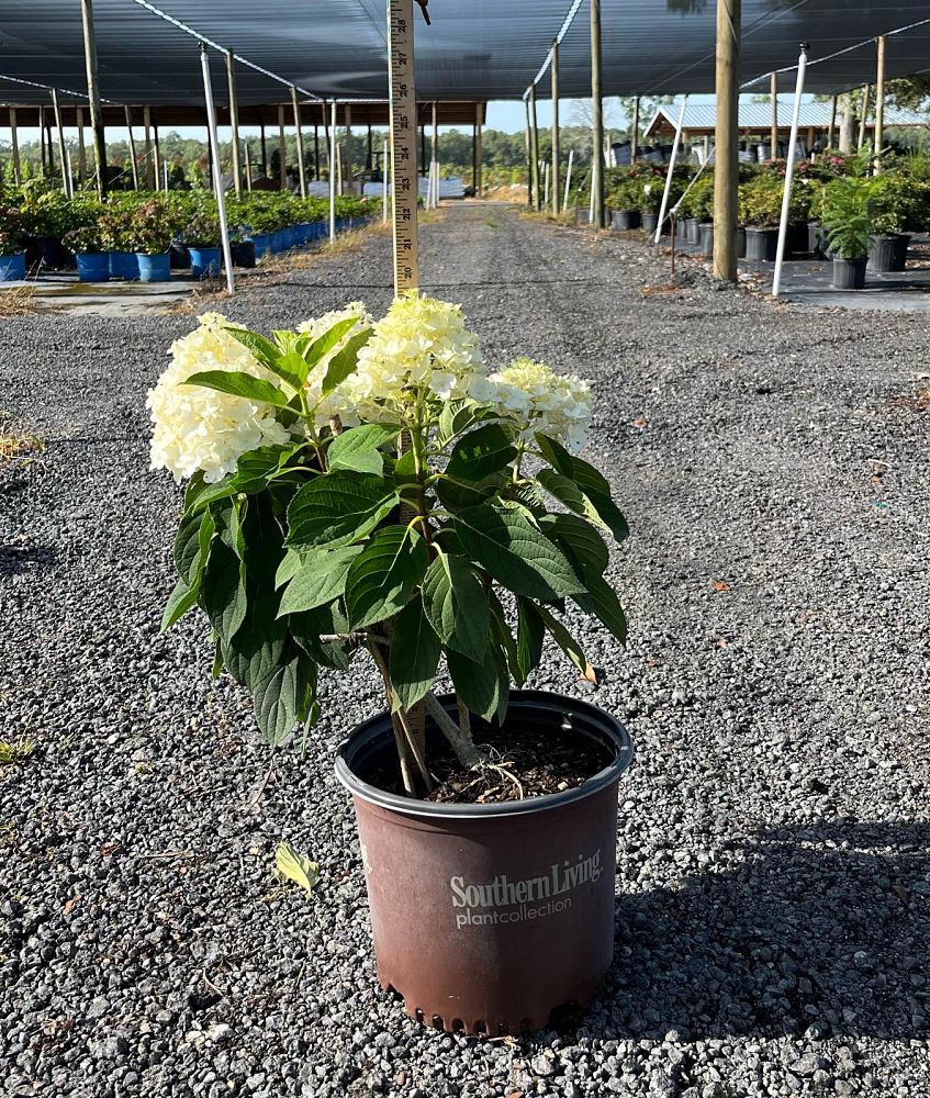 hydrangea-paniculata-leep1-white-wedding-reg-hydrangea