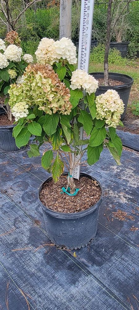 hydrangea-paniculata-leep1-white-wedding-reg-hydrangea