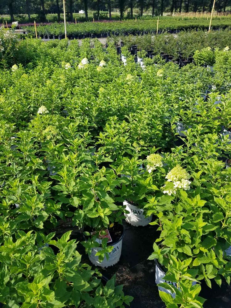 hydrangea-paniculata-limelight-limelight-hardy-hydrangea
