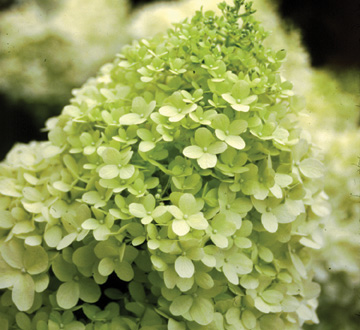 hydrangea-paniculata-limelight-limelight-hardy-hydrangea