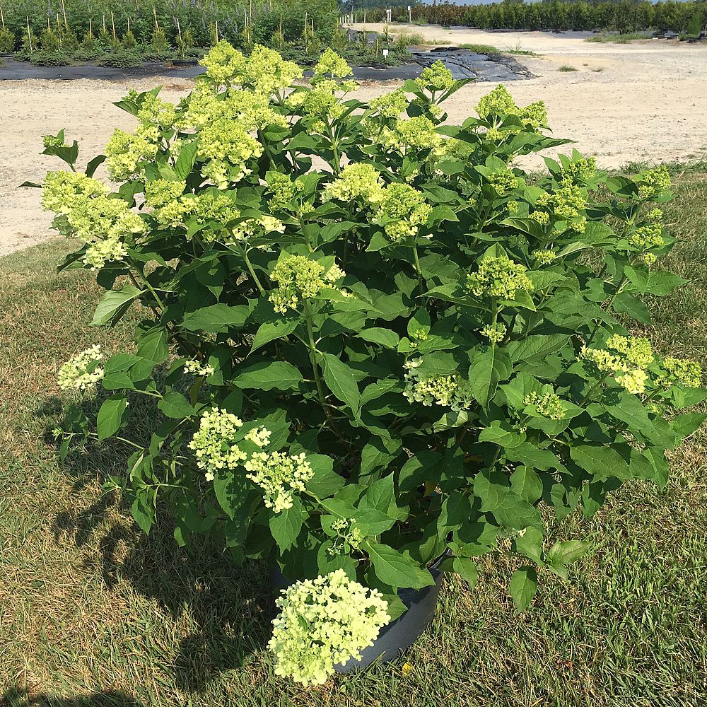 hydrangea-paniculata-limelight-limelight-hardy-hydrangea
