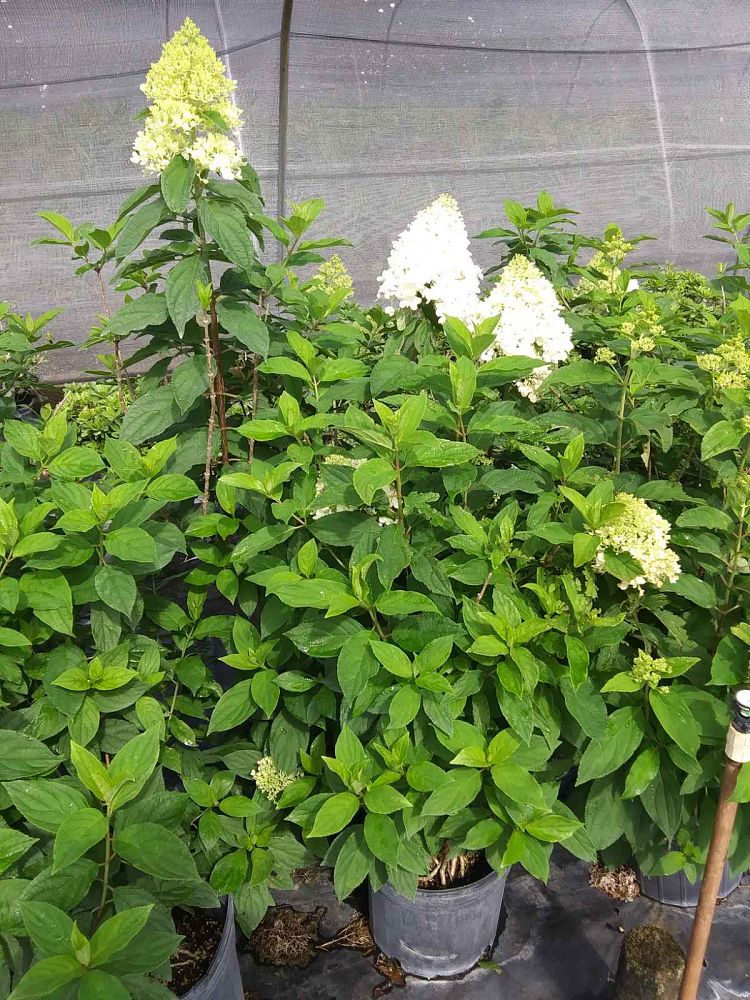 hydrangea-paniculata-limelight-limelight-hardy-hydrangea
