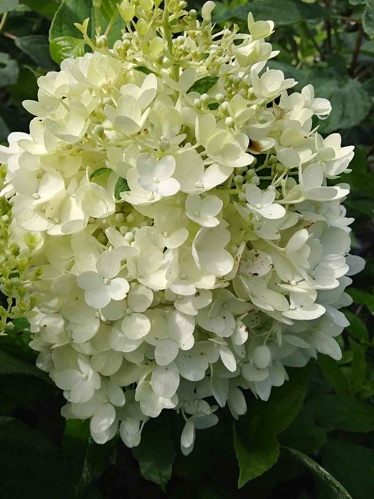 hydrangea-paniculata-limelight-limelight-hardy-hydrangea