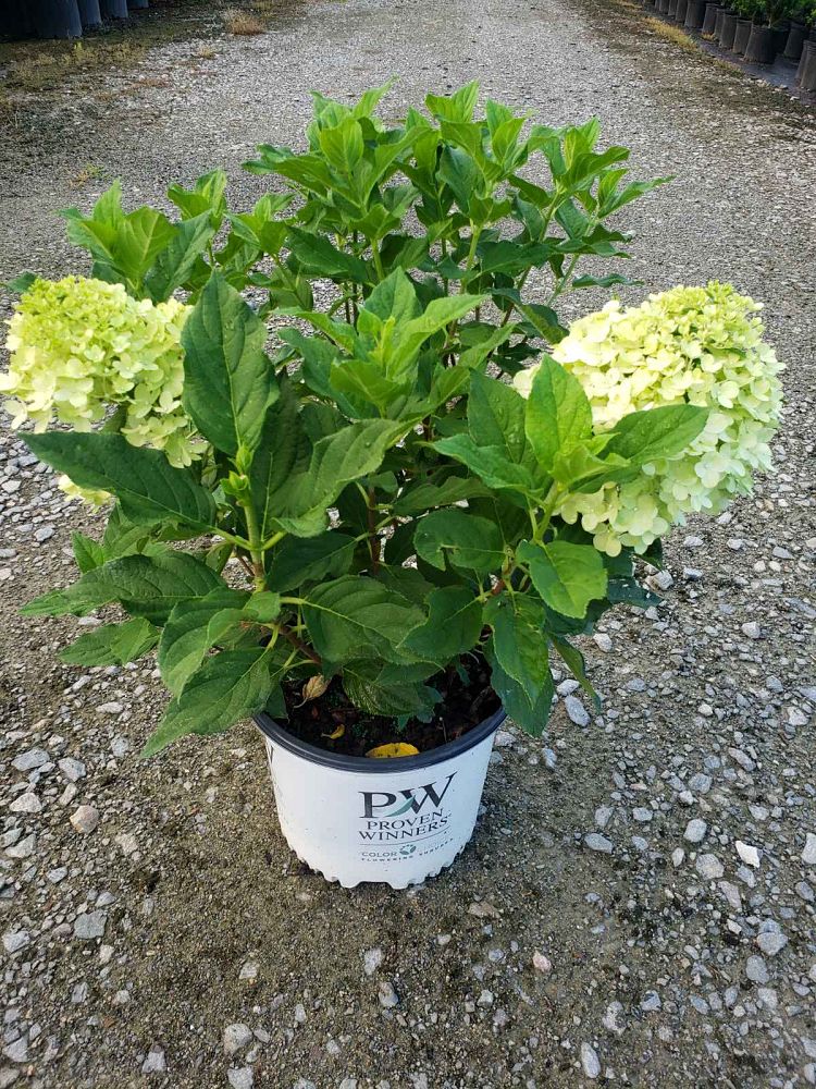 hydrangea-paniculata-limelight-limelight-hardy-hydrangea