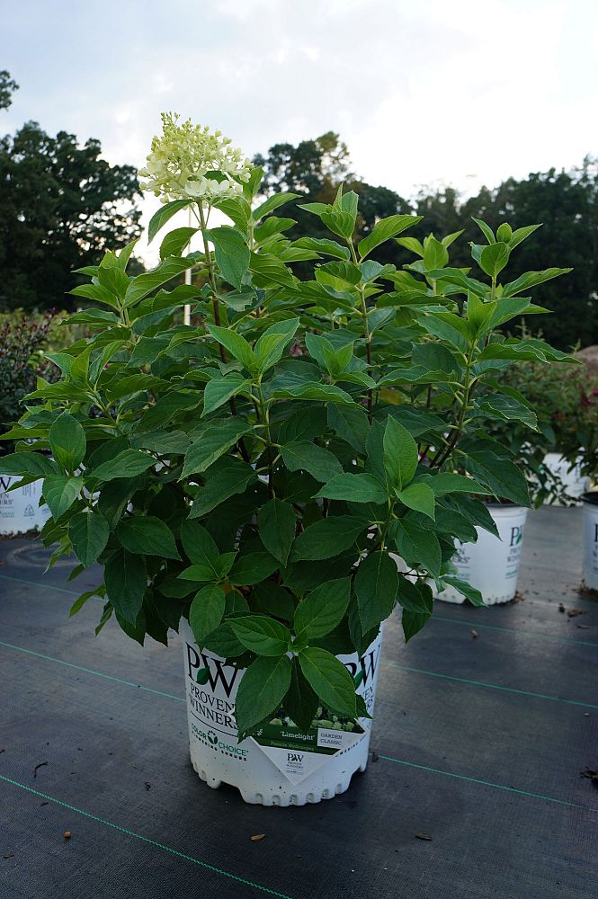 hydrangea-paniculata-limelight-limelight-hardy-hydrangea