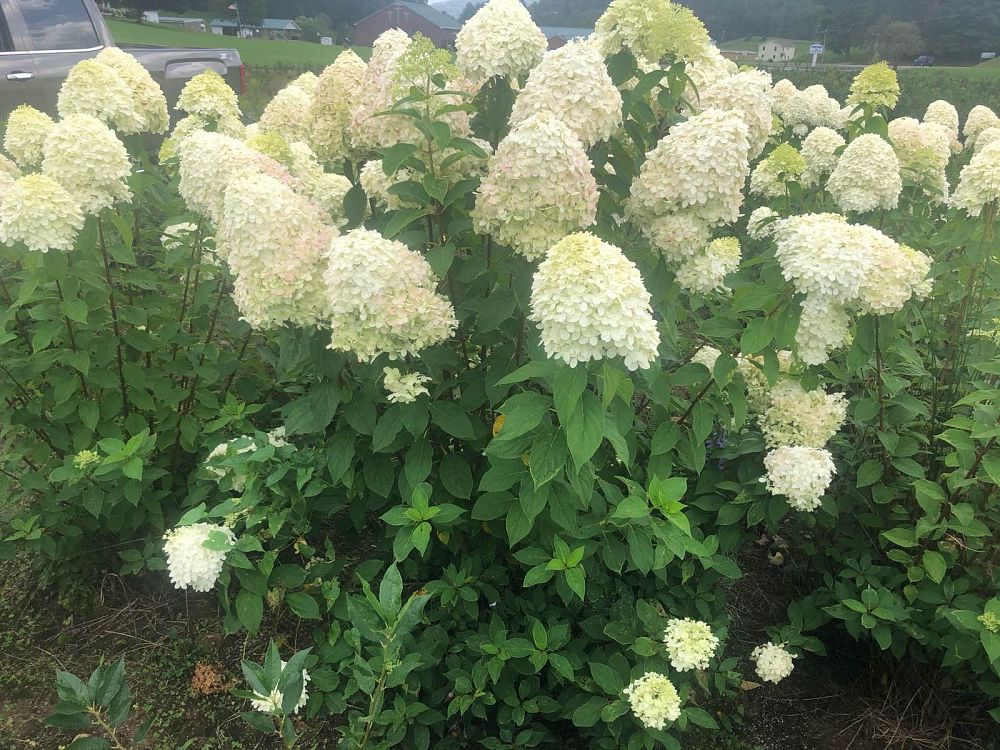 hydrangea-paniculata-limelight-limelight-hardy-hydrangea