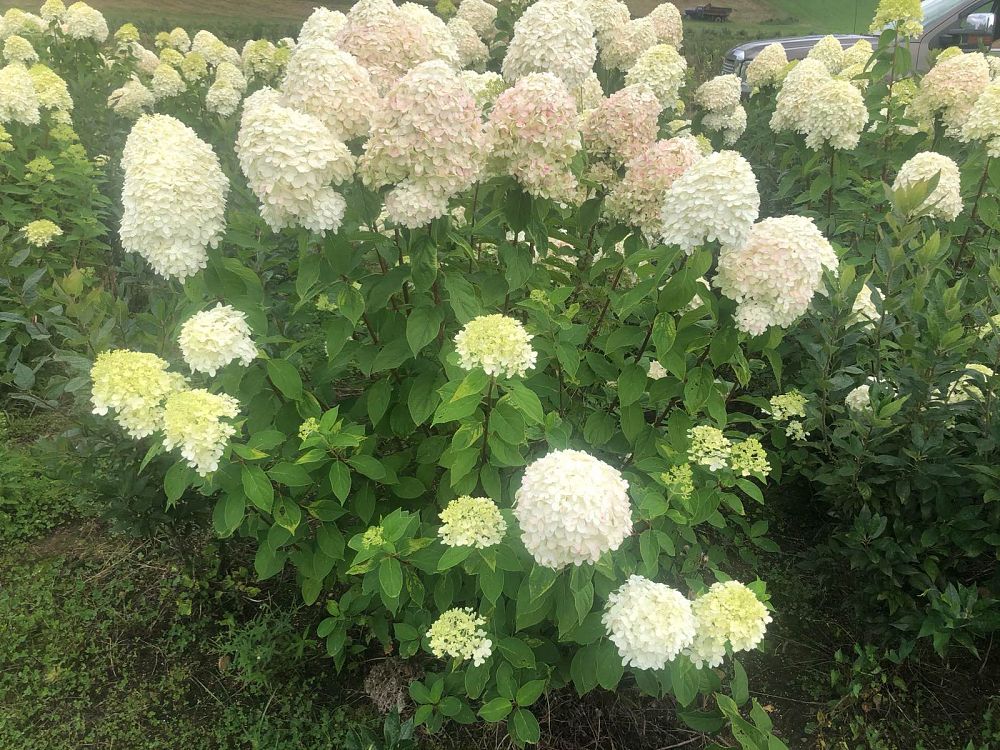 hydrangea-paniculata-limelight-limelight-hardy-hydrangea