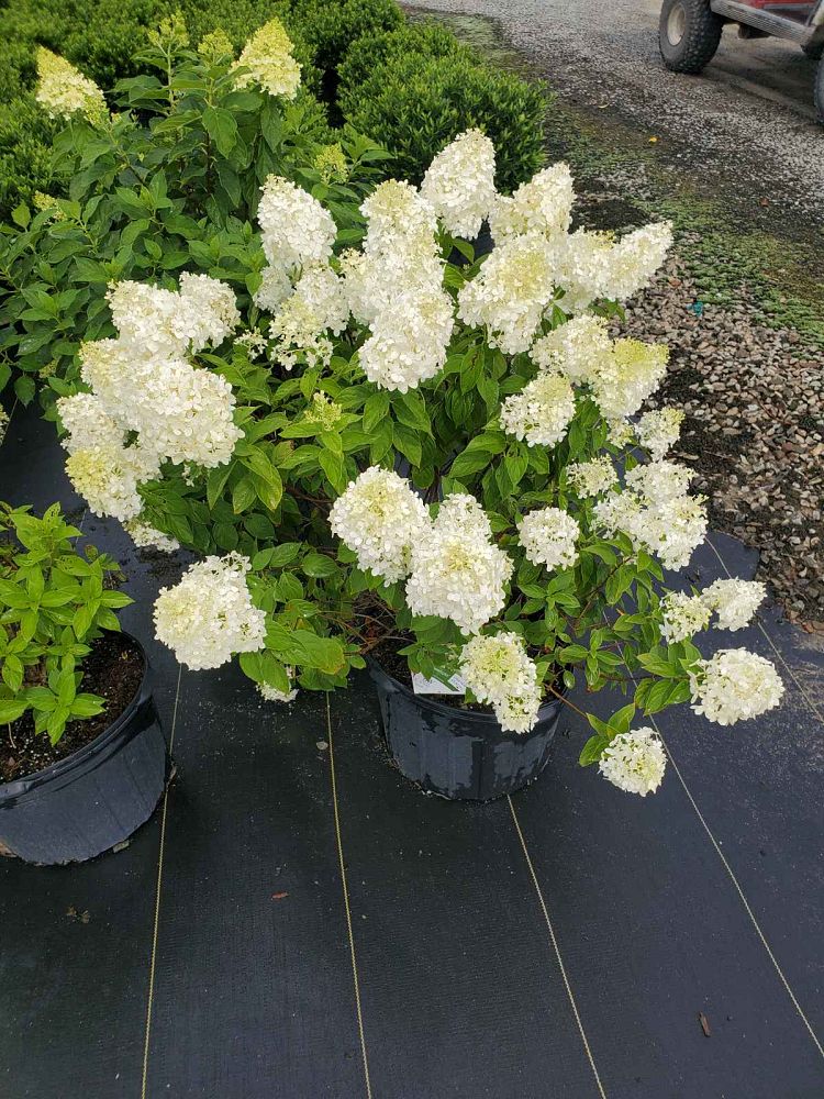 hydrangea-paniculata-limelight-limelight-hardy-hydrangea