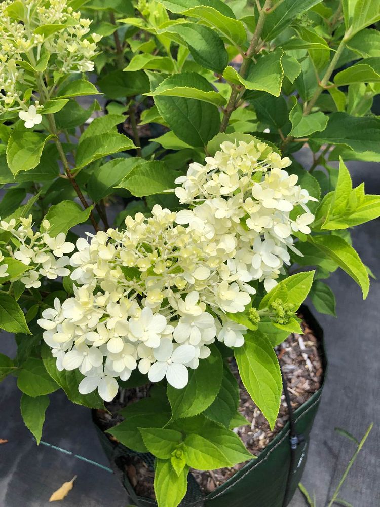 hydrangea-paniculata-limelight-limelight-hardy-hydrangea