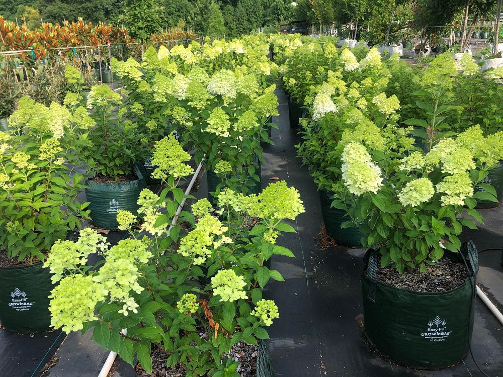 hydrangea-paniculata-limelight-limelight-hardy-hydrangea