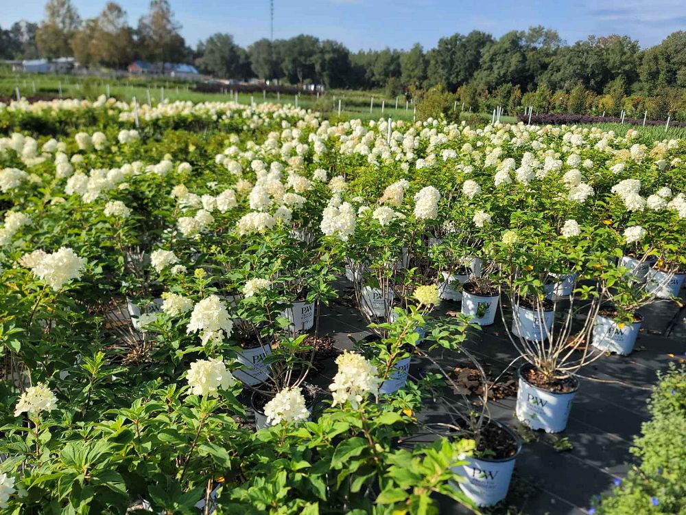 hydrangea-paniculata-limelight-limelight-hardy-hydrangea