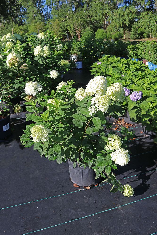 hydrangea-paniculata-limelight-limelight-hardy-hydrangea