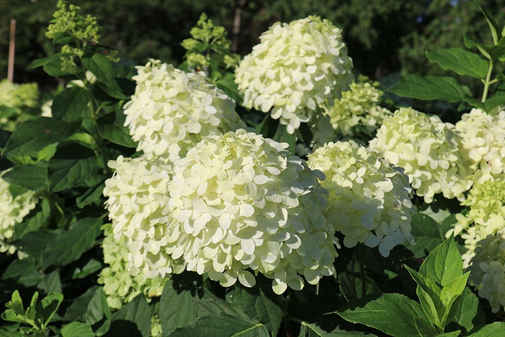hydrangea-paniculata-limelight-limelight-hardy-hydrangea