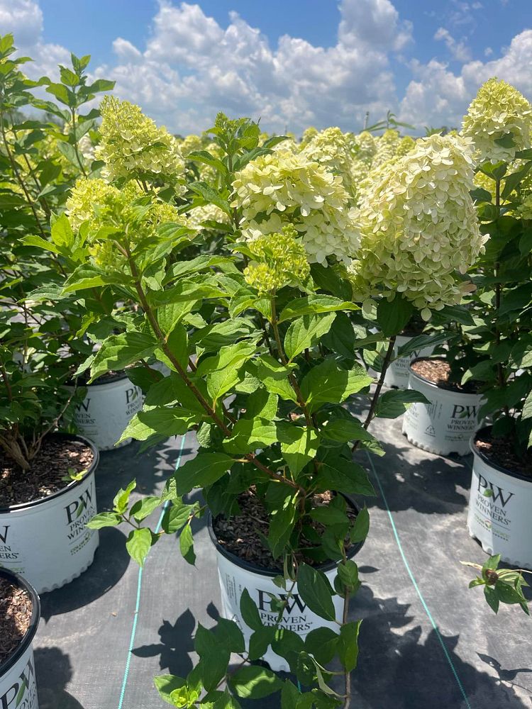 hydrangea-paniculata-limelight-limelight-hardy-hydrangea