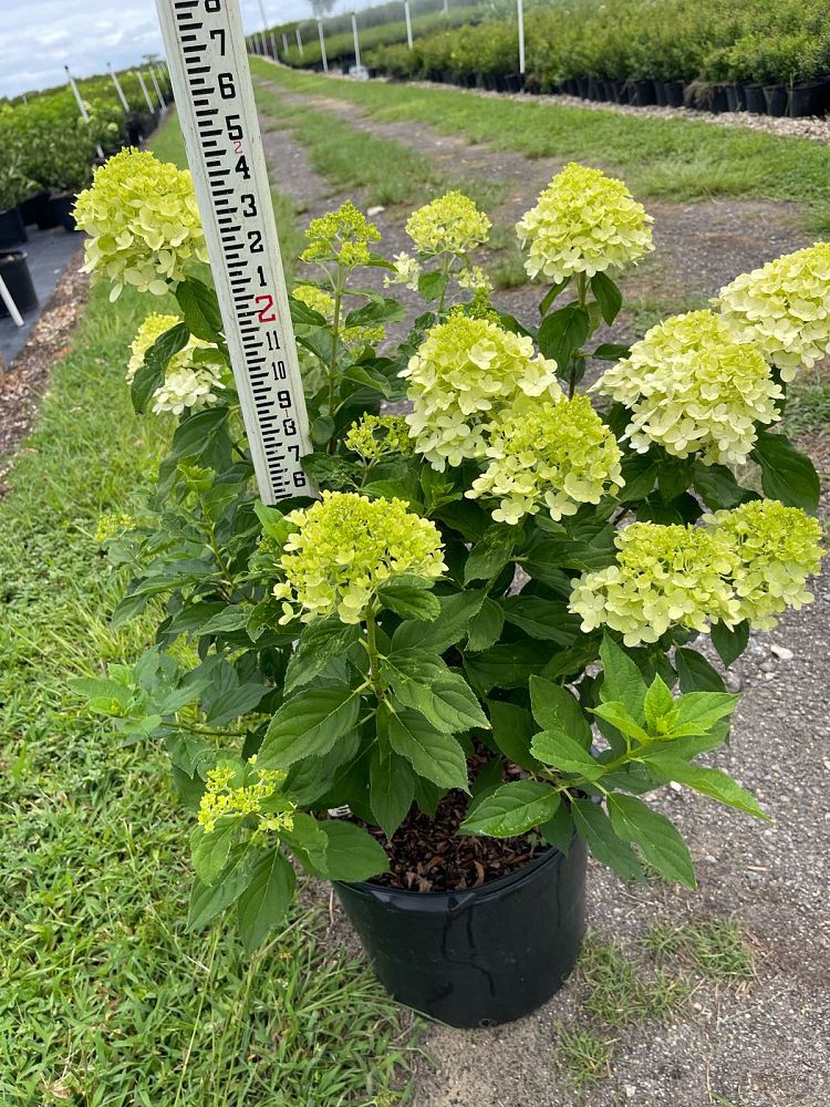 hydrangea-paniculata-limelight-limelight-hardy-hydrangea