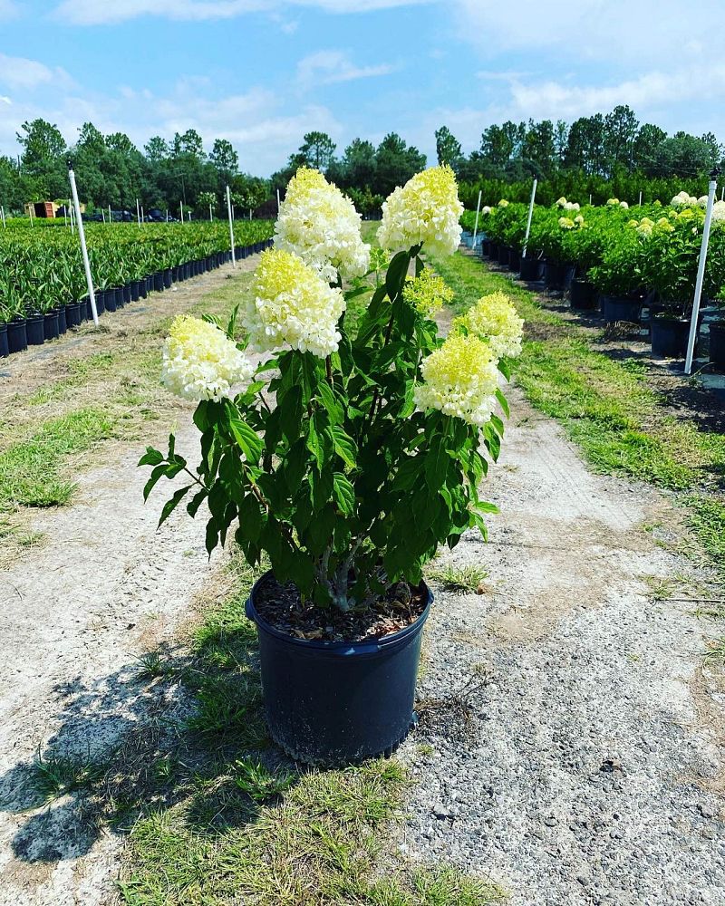 hydrangea-paniculata-limelight-limelight-hardy-hydrangea