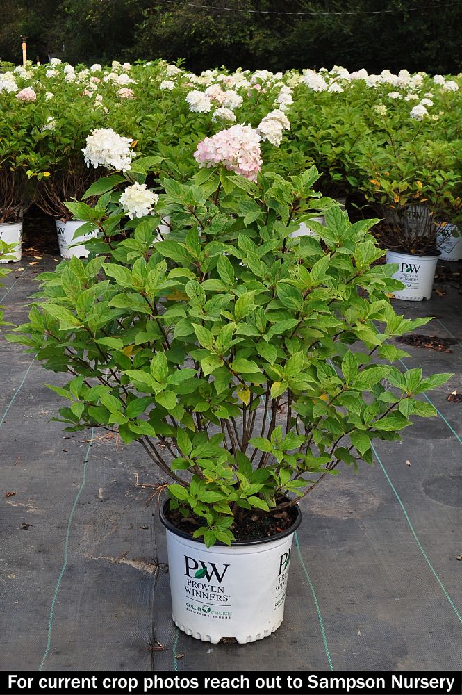 hydrangea-paniculata-limelight-limelight-hardy-hydrangea