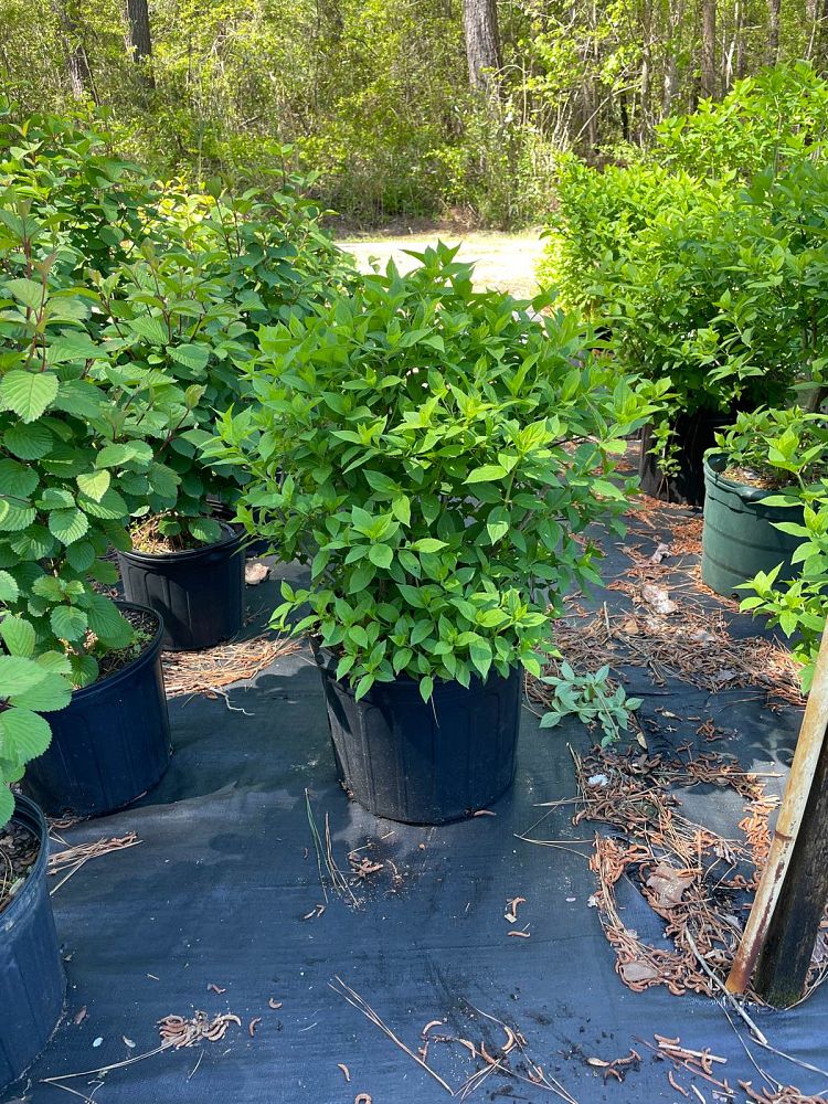 hydrangea-paniculata-limelight-limelight-hardy-hydrangea
