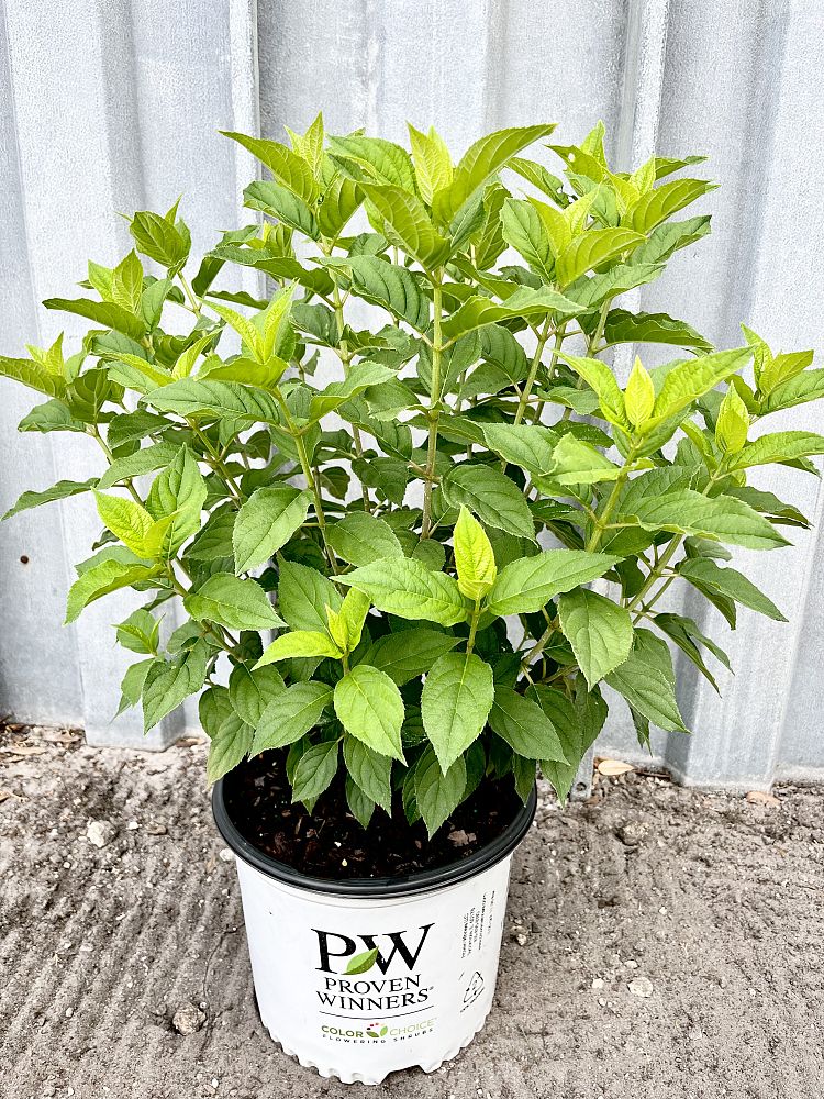 hydrangea-paniculata-limelight-limelight-hardy-hydrangea
