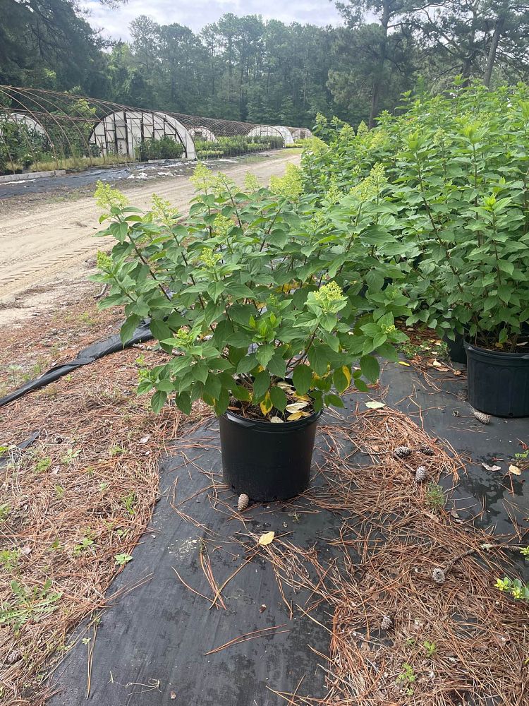 hydrangea-paniculata-limelight-limelight-hardy-hydrangea