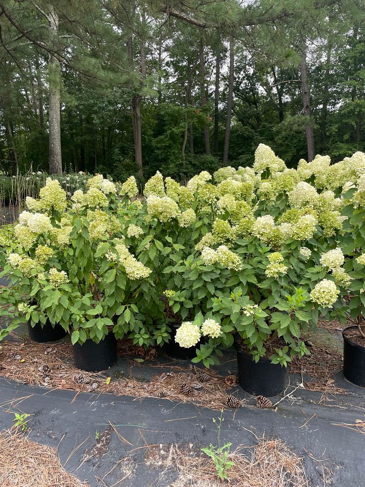 hydrangea-paniculata-limelight-limelight-hardy-hydrangea