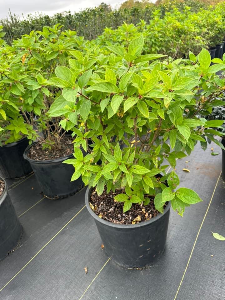 hydrangea-paniculata-limelight-limelight-hardy-hydrangea
