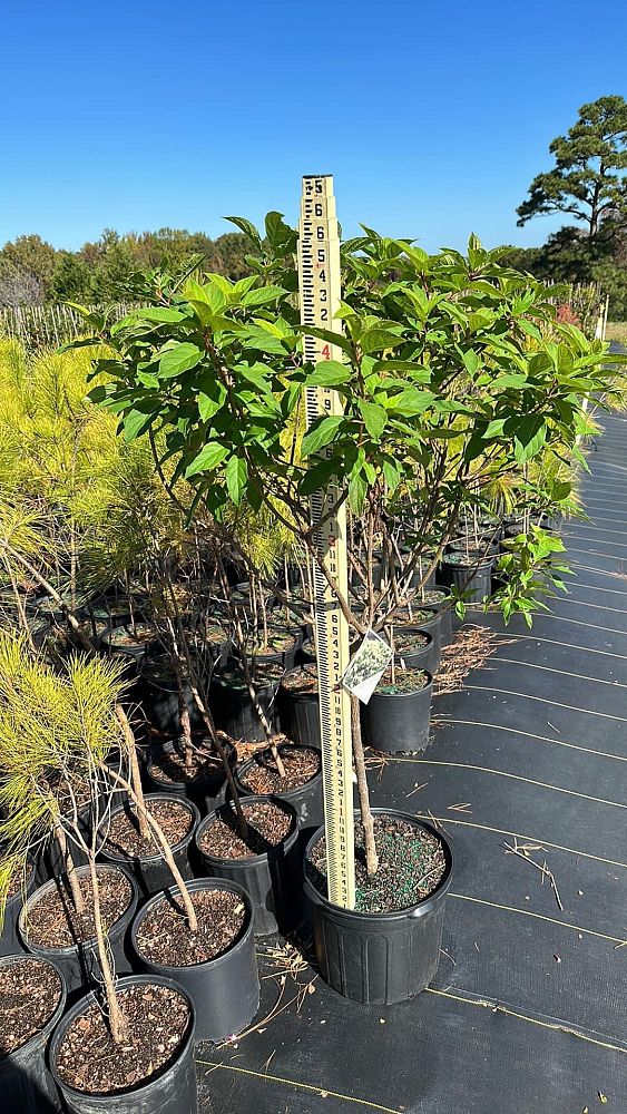 hydrangea-paniculata-limelight-limelight-hardy-hydrangea