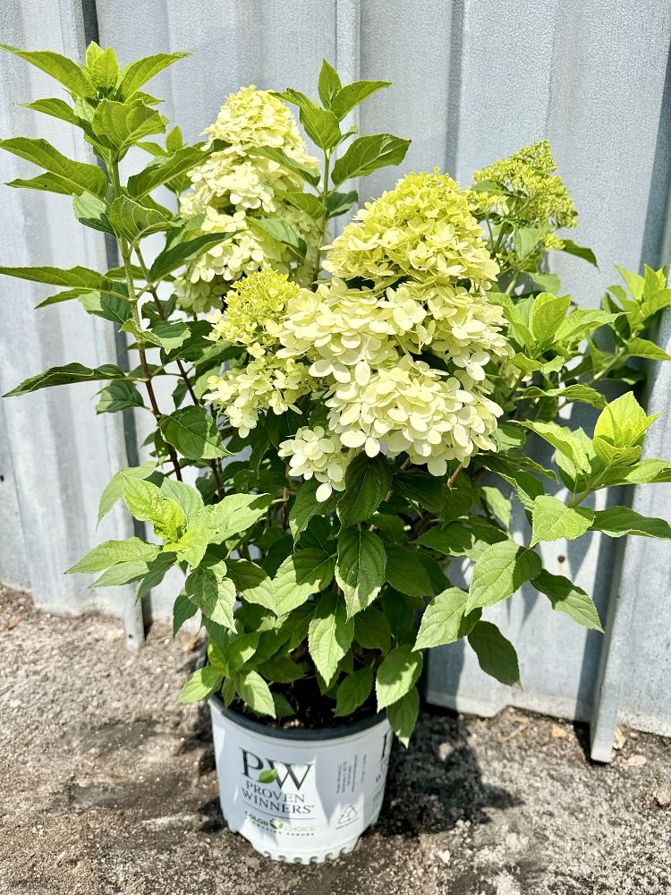 hydrangea-paniculata-limelight-limelight-hardy-hydrangea
