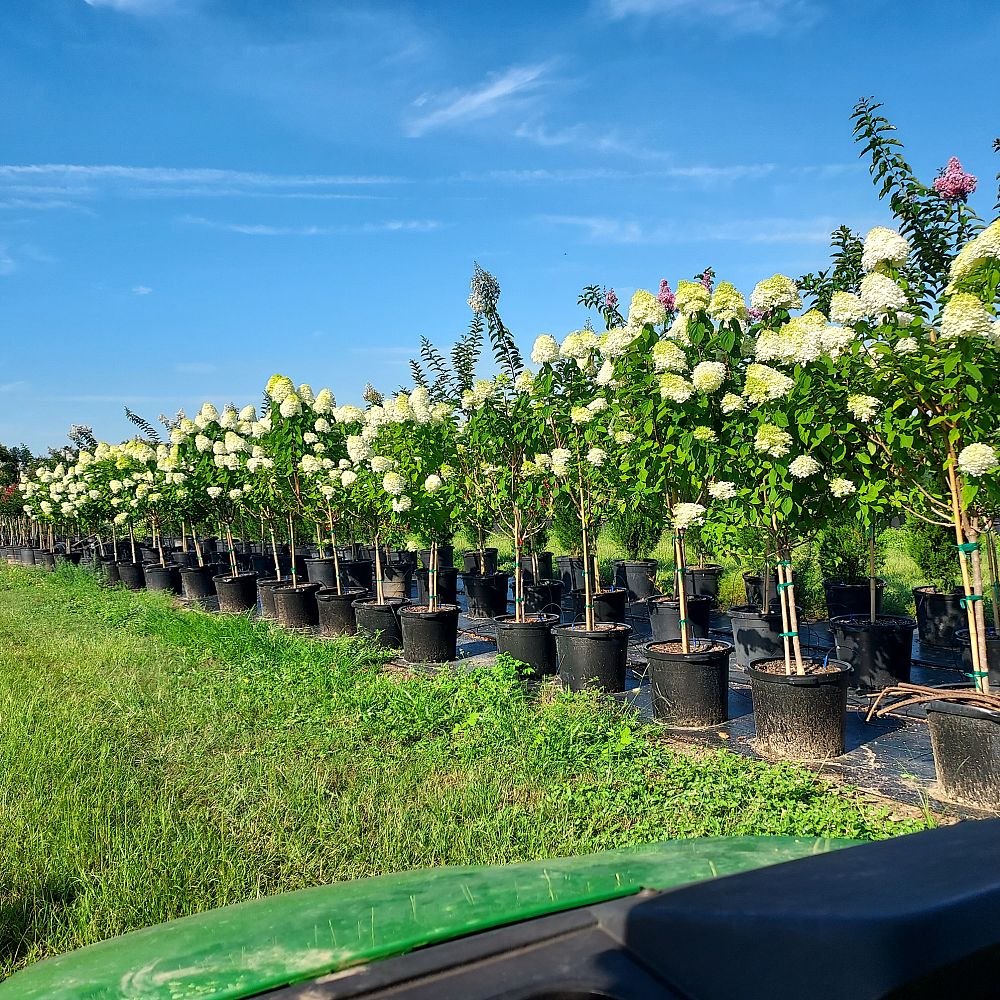 hydrangea-paniculata-limelight-limelight-hardy-hydrangea