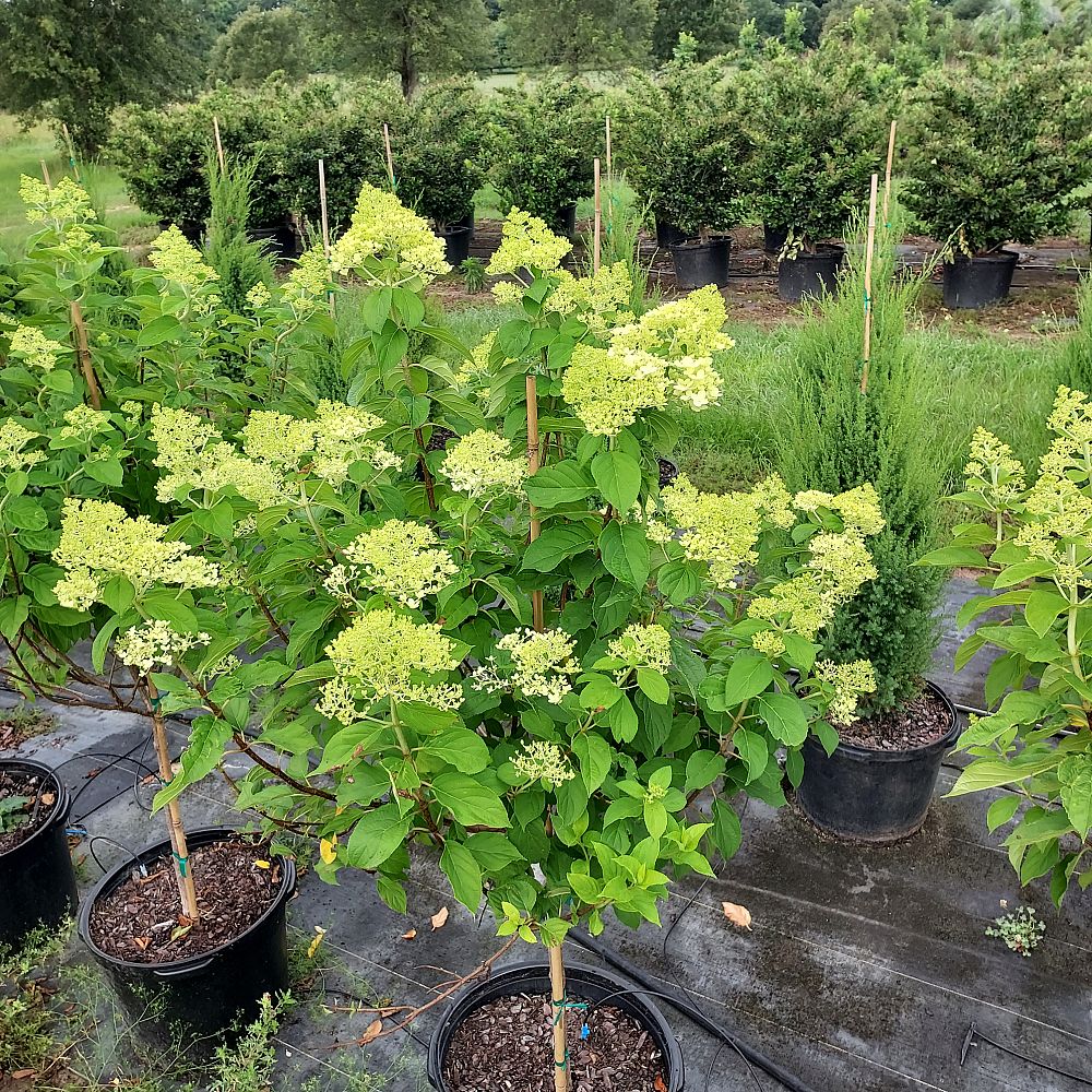 hydrangea-paniculata-limelight-limelight-hardy-hydrangea
