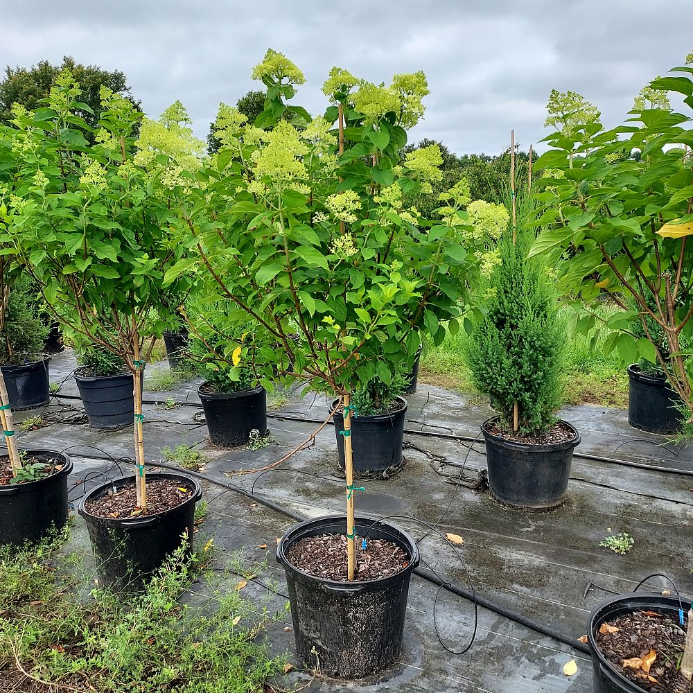 hydrangea-paniculata-limelight-limelight-hardy-hydrangea