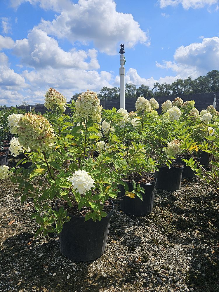 hydrangea-paniculata-limelight-limelight-hardy-hydrangea