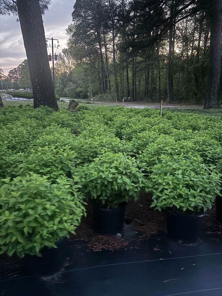hydrangea-paniculata-limelight-limelight-hardy-hydrangea