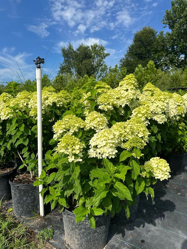 hydrangea-paniculata-limelight-limelight-hardy-hydrangea