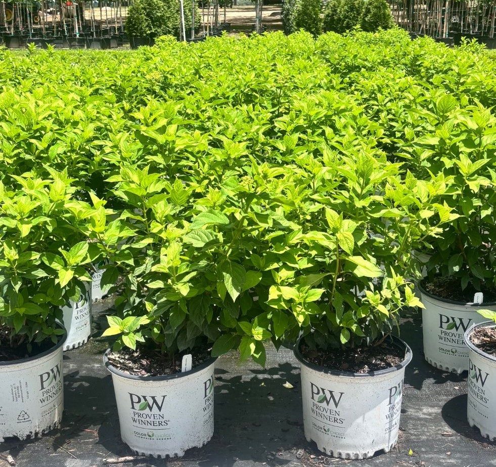 hydrangea-paniculata-limelight-limelight-hardy-hydrangea