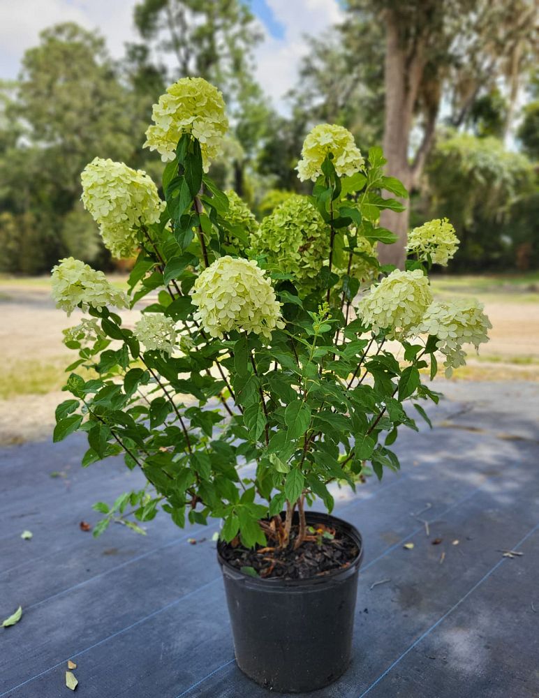 hydrangea-paniculata-limelight-limelight-hardy-hydrangea