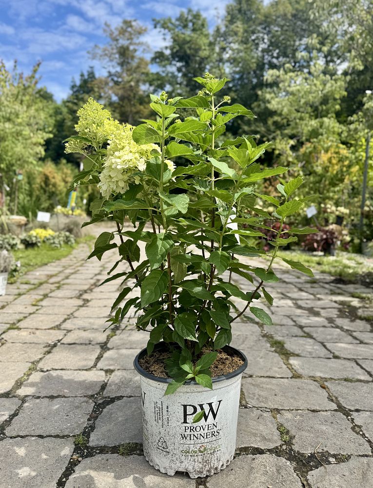 hydrangea-paniculata-limelight-limelight-hardy-hydrangea