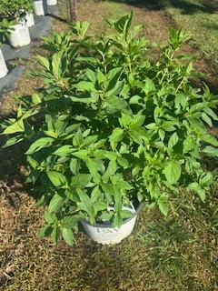 hydrangea-paniculata-limelight-limelight-hardy-hydrangea