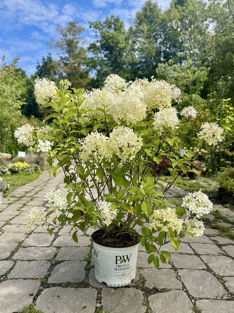 hydrangea-paniculata-nchp1-puffer-fish-hydrangea