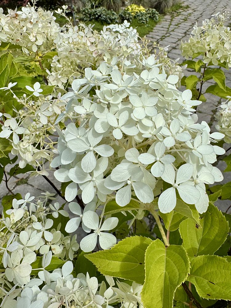 hydrangea-paniculata-nchp1-puffer-fish-hydrangea