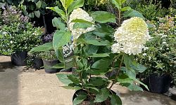 hydrangea-paniculata-pan1782hydr-hydrangea-sweet-starlight
