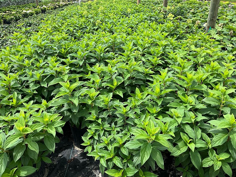 hydrangea-paniculata-pan1782hydr-hydrangea-sweet-starlight